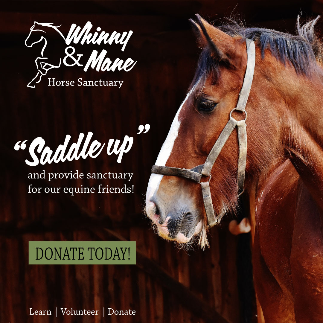 Whinny and Mane Horse Sanctuary social campaign