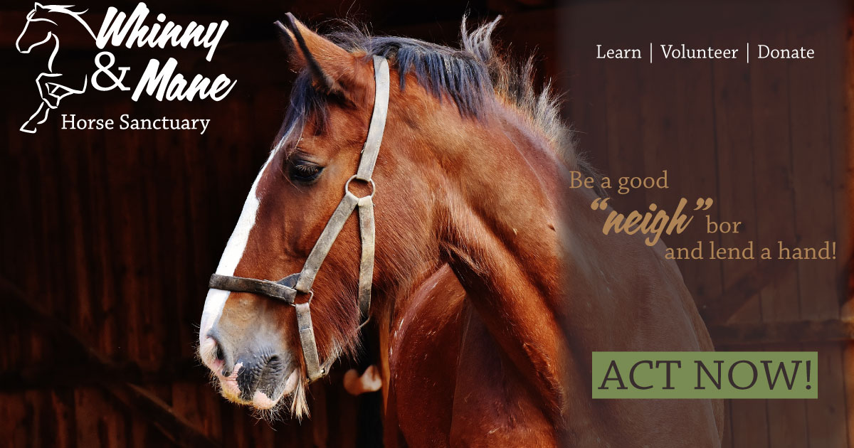 Whinny and Mane Facebook fundraising advertisement