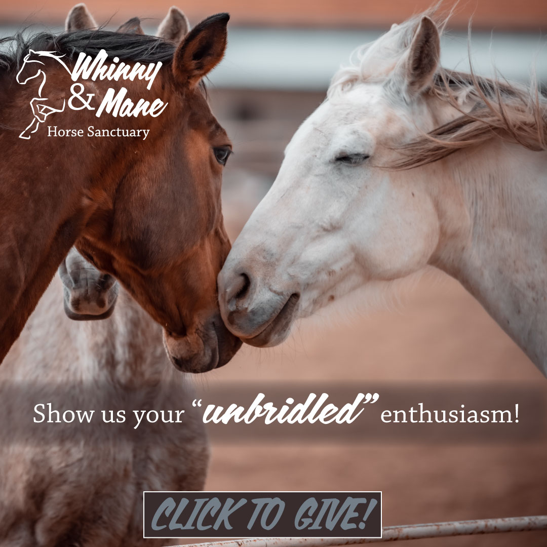 Whinny and Mane Instagram campaign advertisement