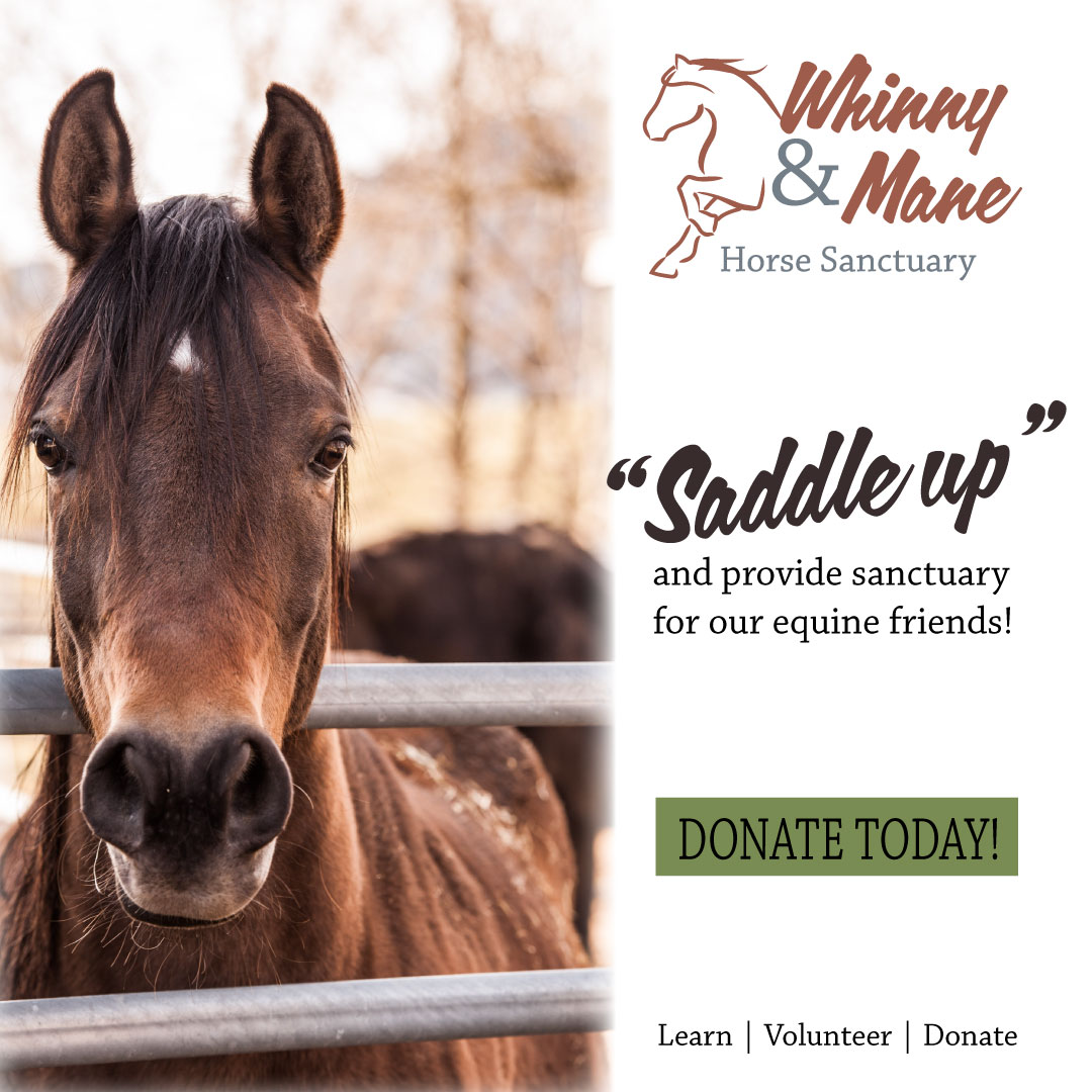 Whinny and Mane Instagram campaign advertisement